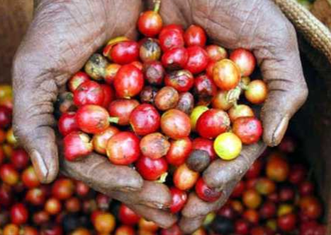 12 month coffee subscription